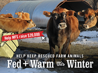 MFS Winter Hay Crowdfunding Campaign