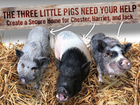 MFS “Three Little Pigs” E-mail Appeal